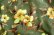 画像4: 花柄ファラーヒガラベーヤ(ポンポンスカーフ付き）