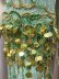 画像7: オリエンタル＆バラディ お袖付きレースワンピースドレス (7)
